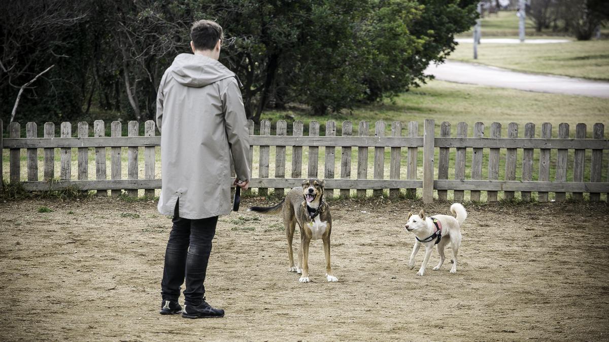 Dos perros en un pipican de Barcelona