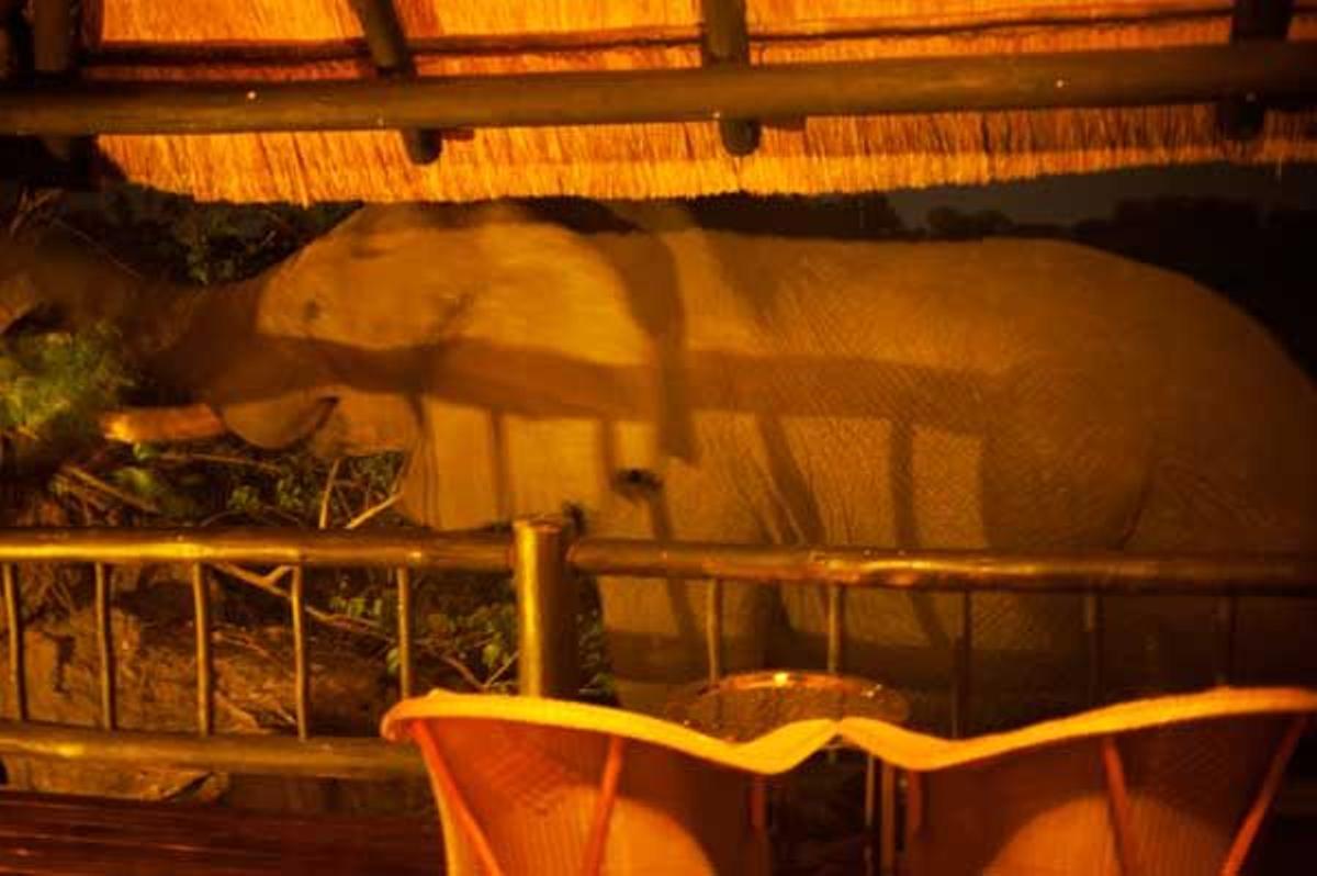 Visita nocturna de un elefante a una de las tiendas.