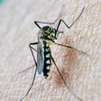 Mosquito transmisor del virus del Nilo Occidental