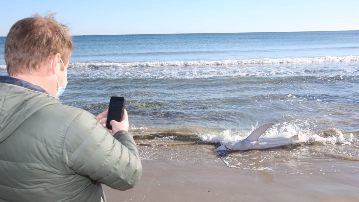 Aparece un tiburón varado en una playa valenciana
