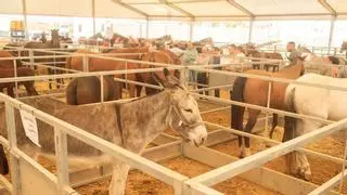 Fregenal vuelve a San Mateo: la feria que nació entre ganaderos y comerciantes y hoy reúne a todo un pueblo