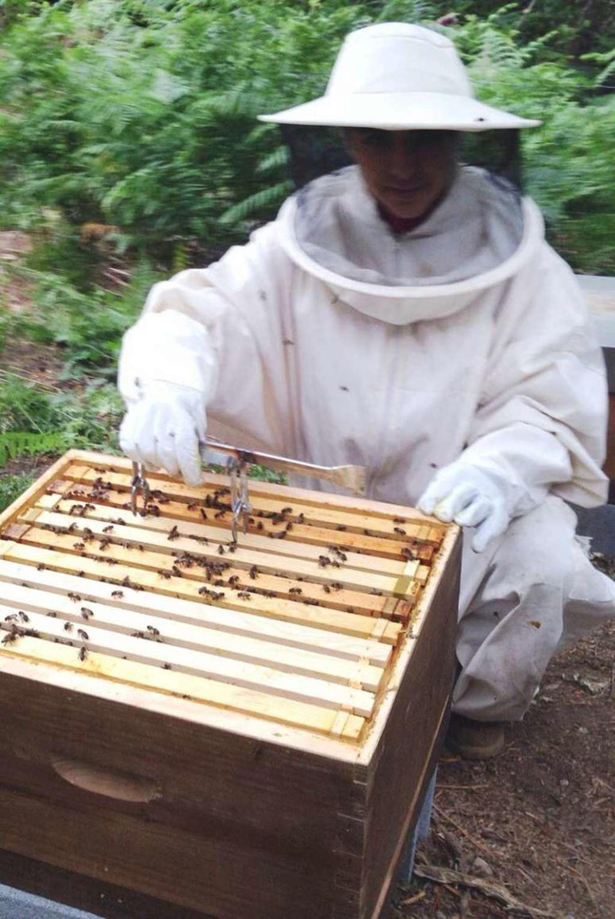 Ourense, el paraíso de las abejas