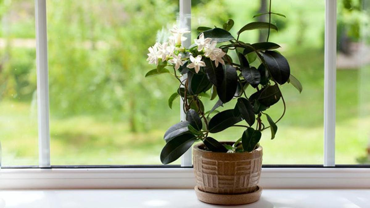La plantas que debe tener en tu casa si quieres respirar un aire más limpio según la NASA