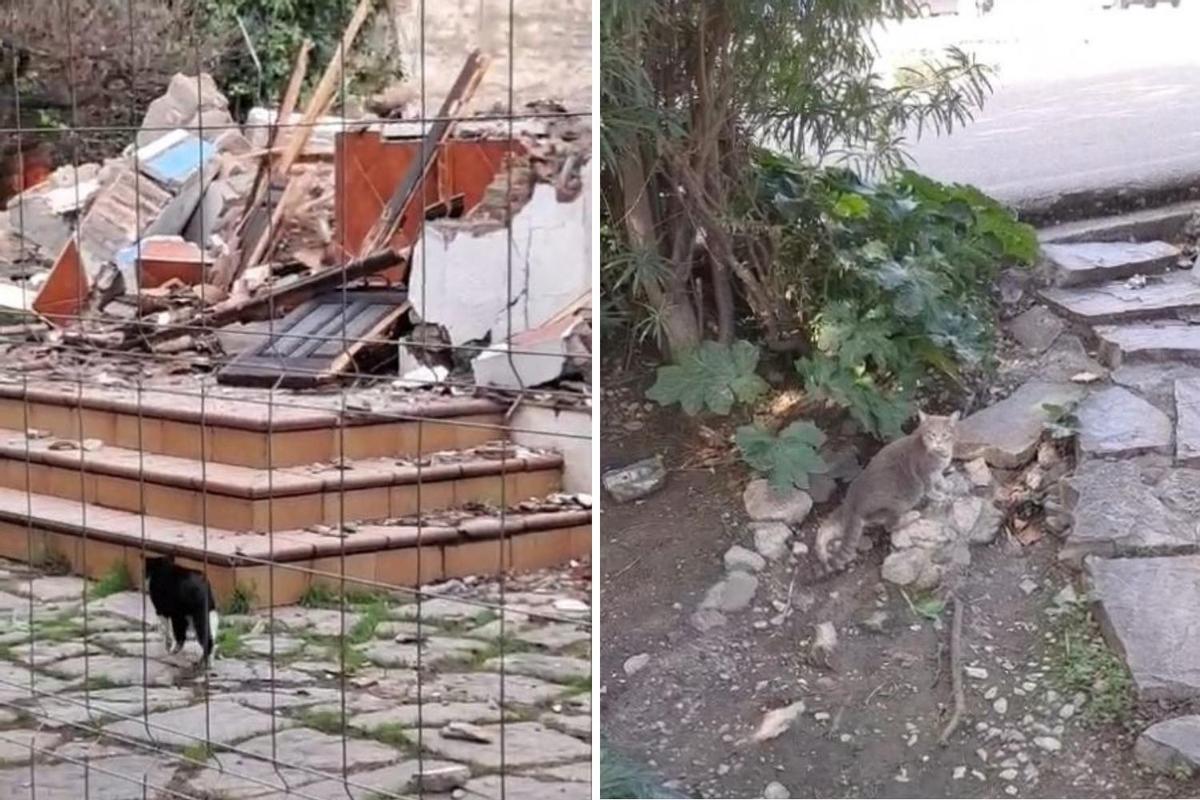 Algunos gatos de la colonia felina en el lugar de las obras
