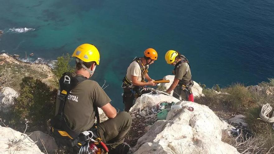 Esta es la planta que toma su nombre del Penyal d&#039;Ifac de Calp y que ha dejado de estar en peligro de extinción