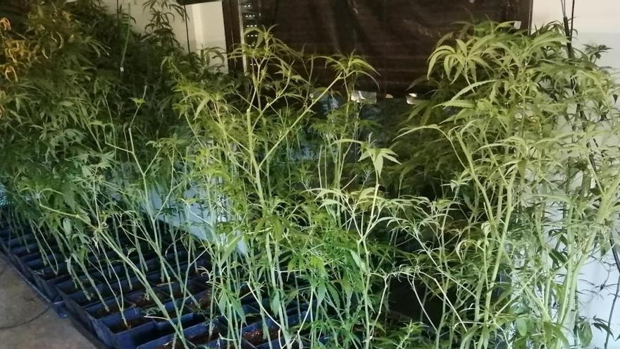 Algunes de les plantes de marihuana que van trobar els agents