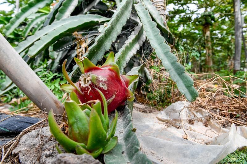 Dos jóvenes agricultores que cultivan, procesan y