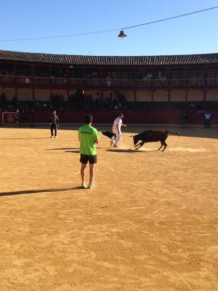 Toro de cajón y encierro urbano en Toro