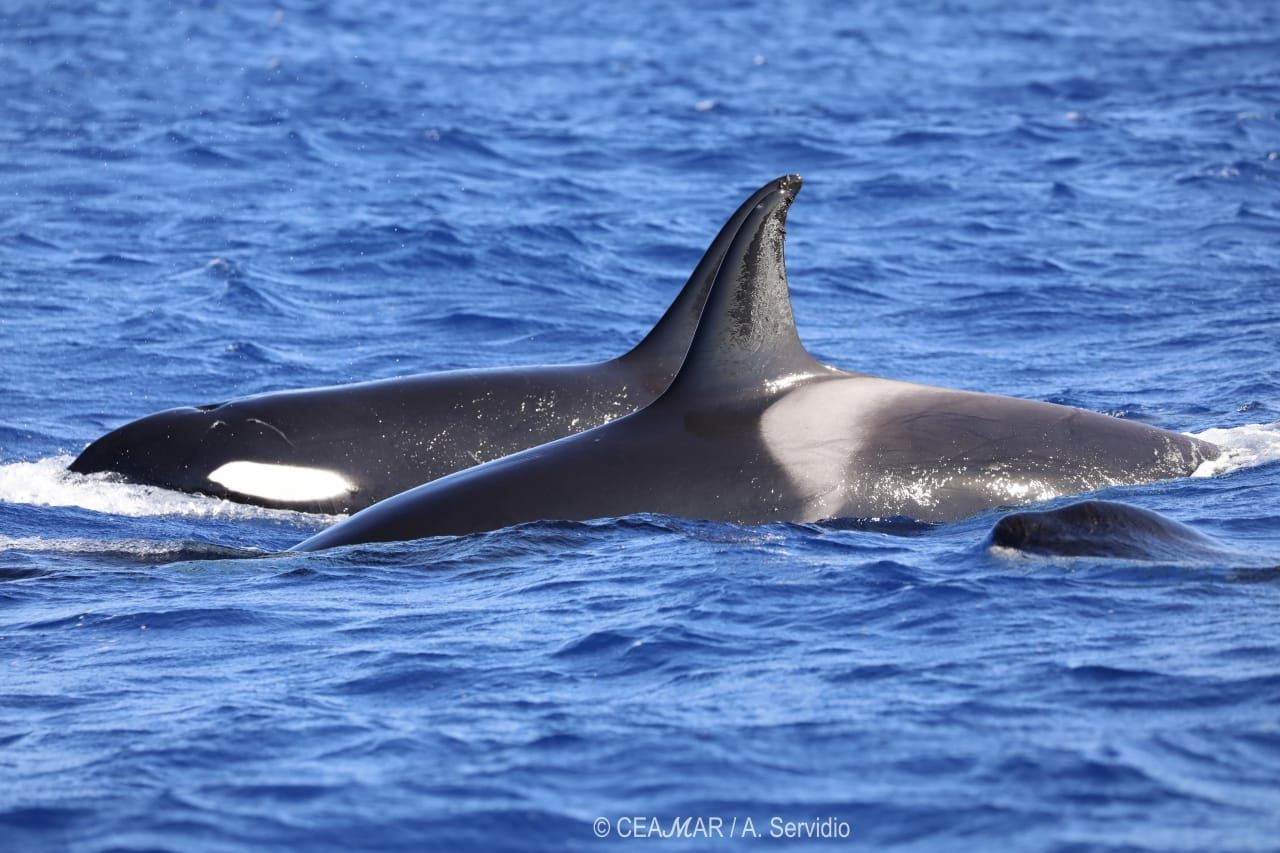 Avistamiento de orcas a unas tres millas de El Hierro