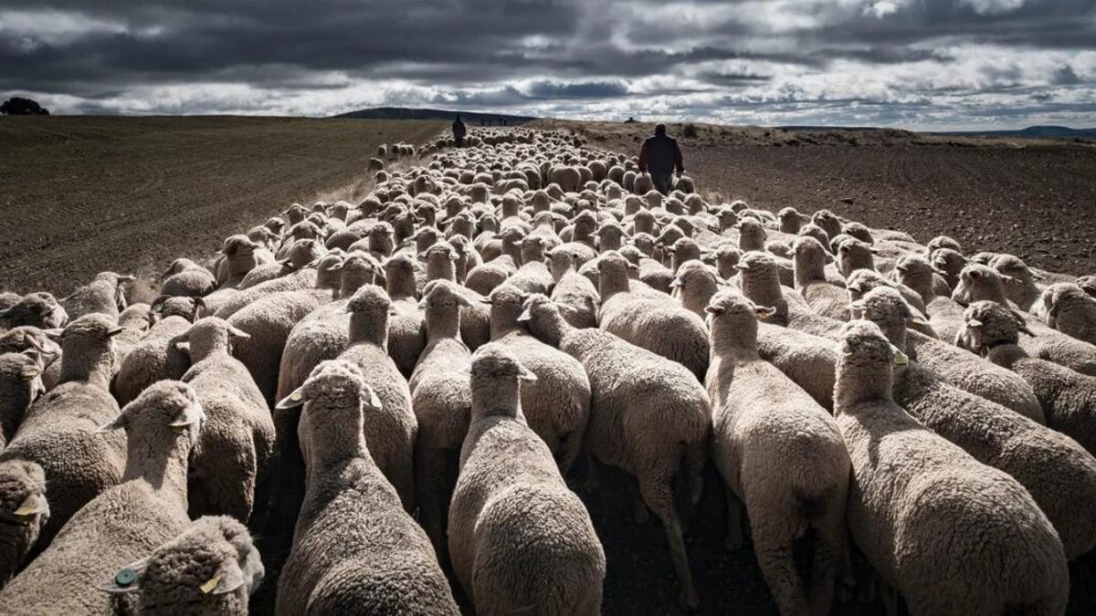 La trashumancia, una pieza fundamental de los ecosistemas