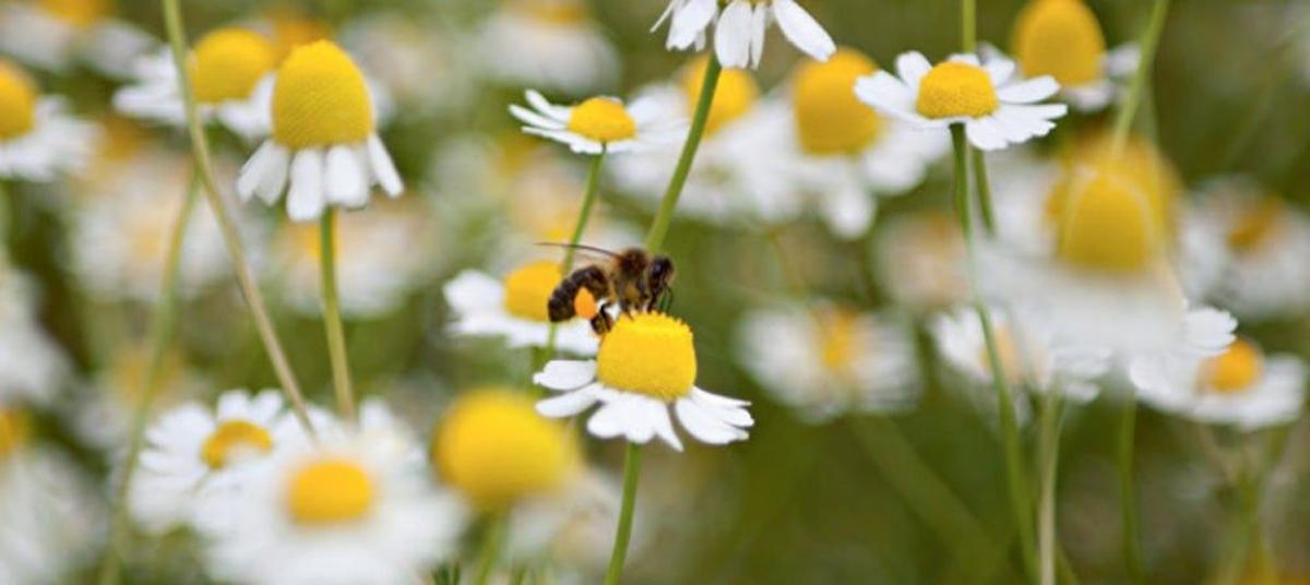 Planes de la semana: celebra el Día del Medio Ambiente