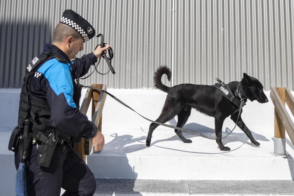 La Unitat Canina de la Policia Local de Lloret de Mar, en acció