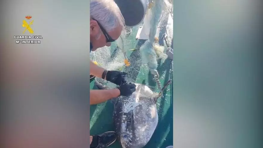 Rescate de un pez luna en El Campello
