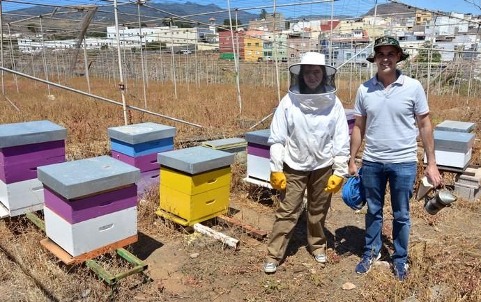 07/06/2018 EL CARACOL, TELDE. Colmenas de abejas ...