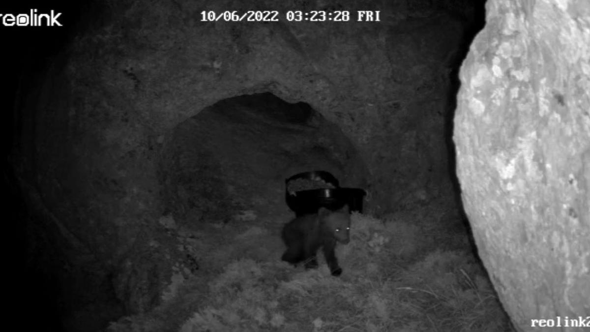 El osezno sale de la cueva por la noche para alimentarse, según recogen las cámaras del operativo de rescate.