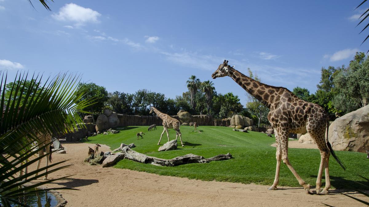 BIOPARC València nació con el propósito de proteger la naturaleza.