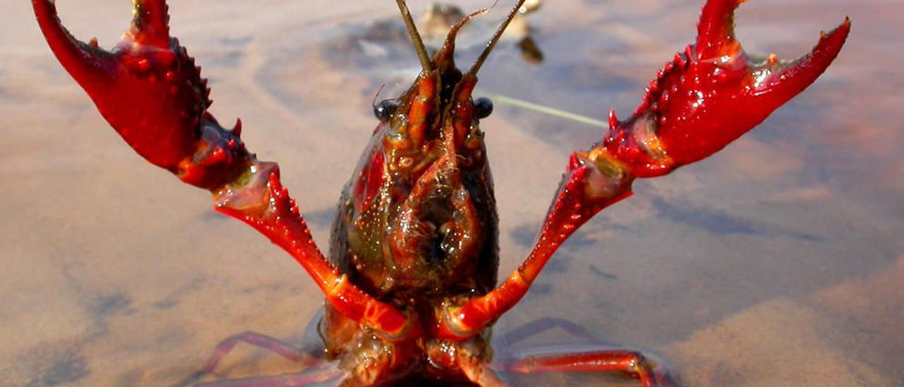 El Tribunal Supremo prohíbe la venta de cangrejo rojo americano