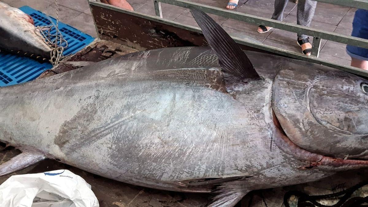 El fenomenal atún tras descargarlo en el puerto de Dénia