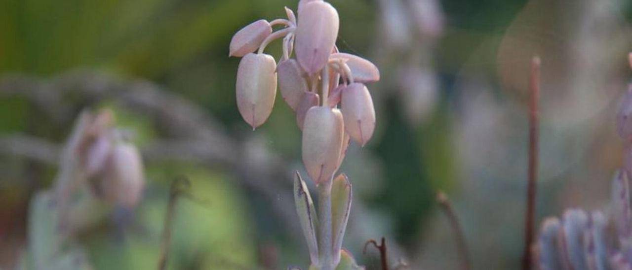 Imagen de una especie vegetal de Canarias.