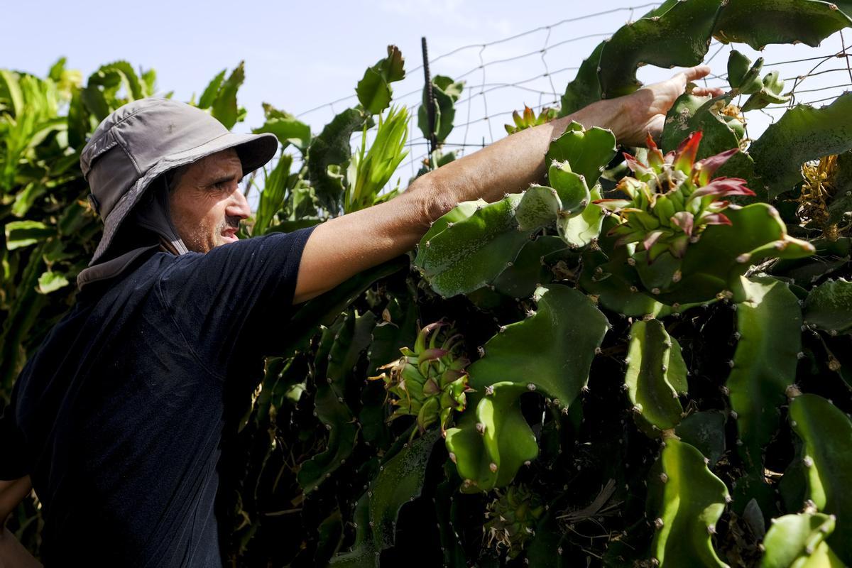 Daños por calor en una finca de pitayas en Santa Lucía de Tirajana