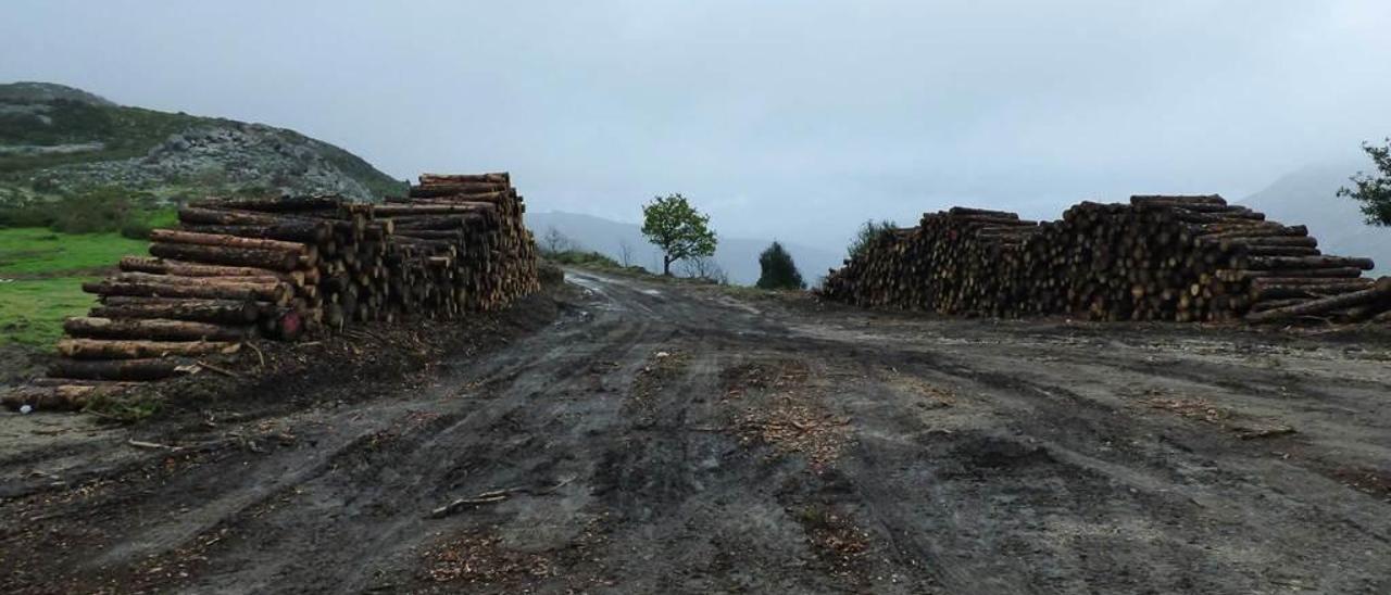 Acceso al monte de San Salvador del Valledor con las pilas de madera que se están extrayendo de la zona.