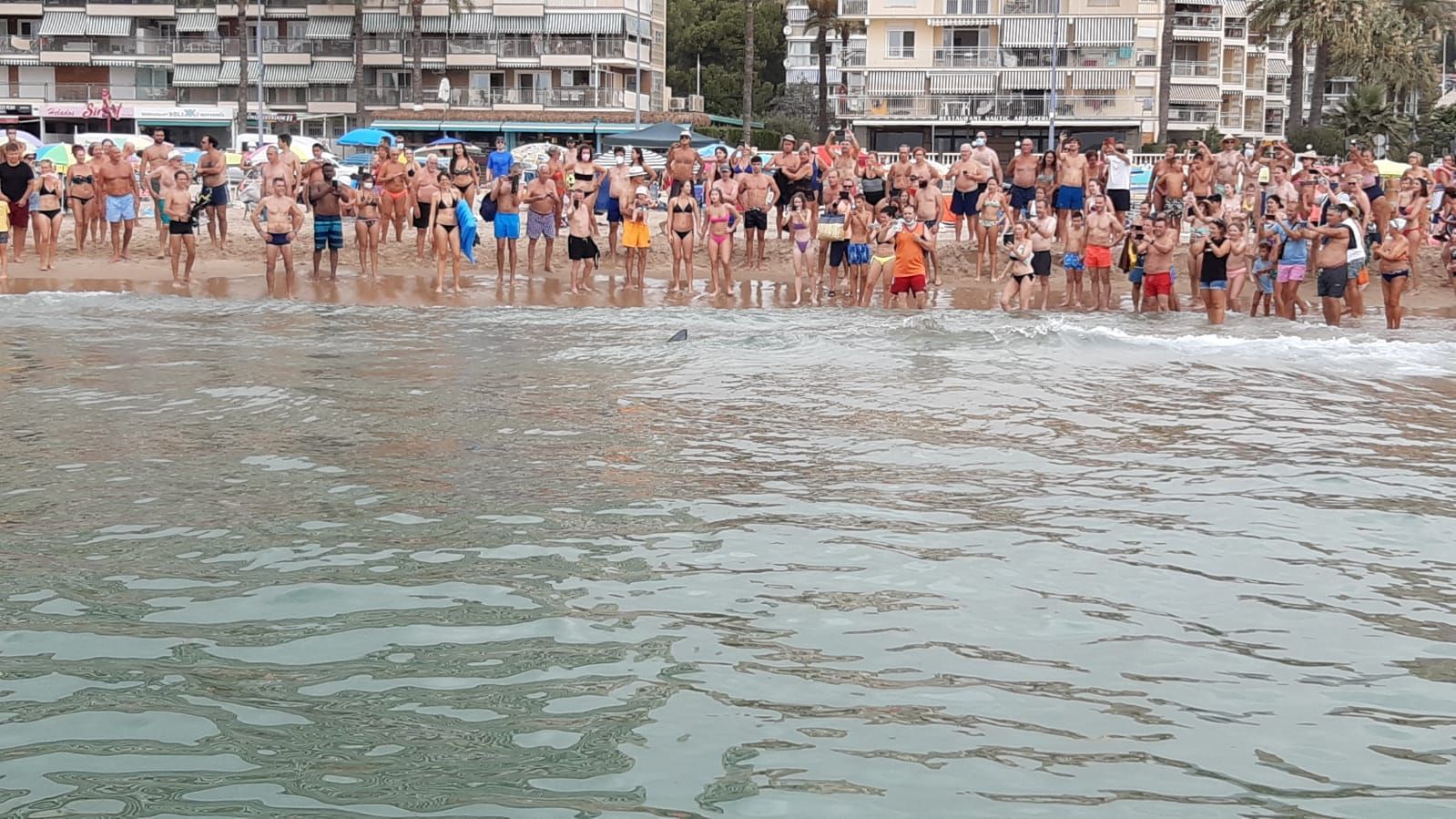 Aparece un tiburón de dos metros en Benidorm