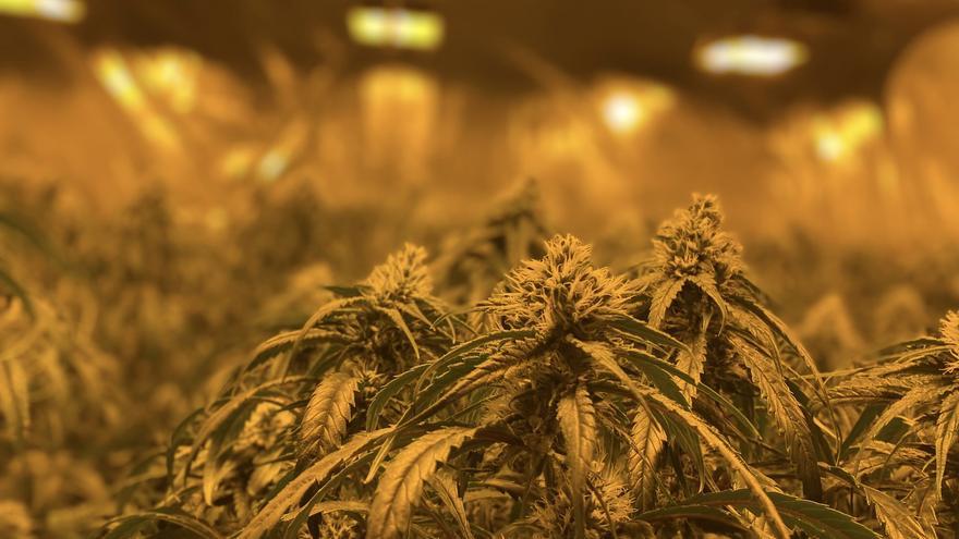 Desmantelan un cultivo de 900 plantas de marihuana en un chalet en La Marina