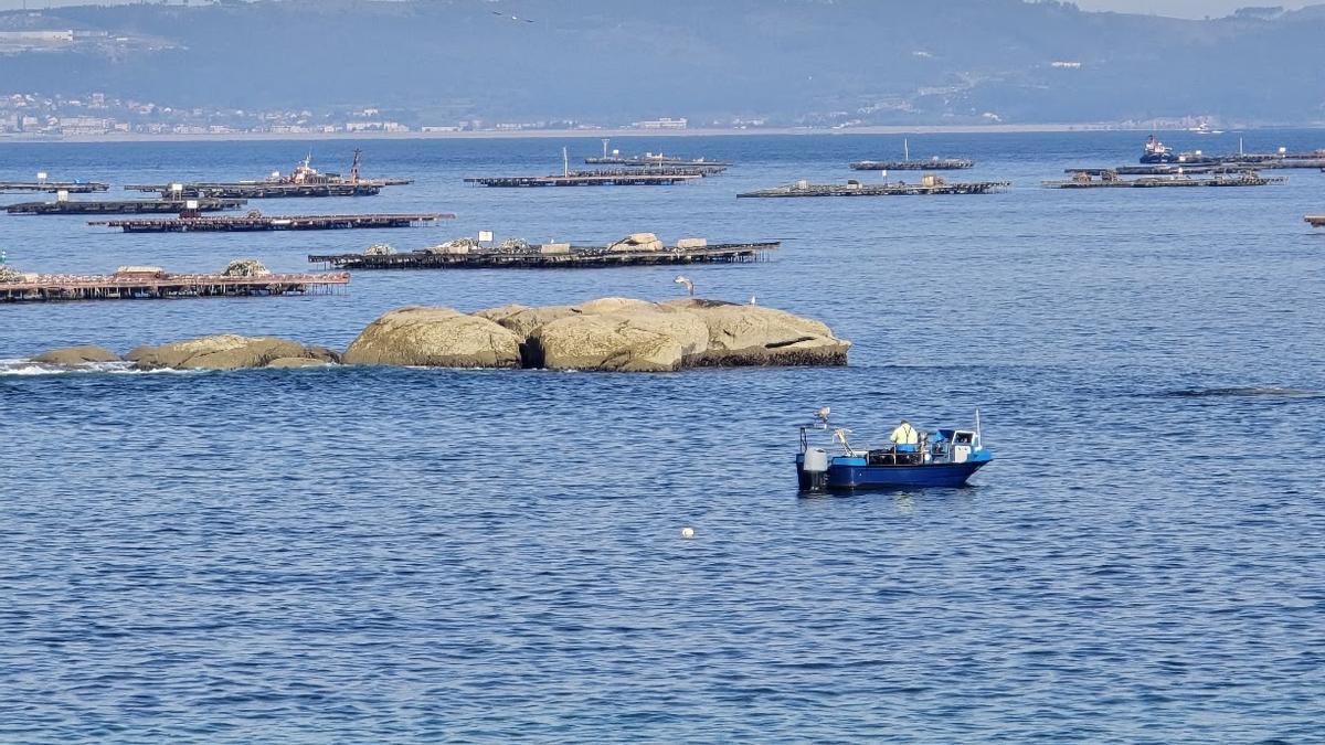 La inmensa mayoría de las bateas permanecen inoperativas a causa de las biotoxinas.