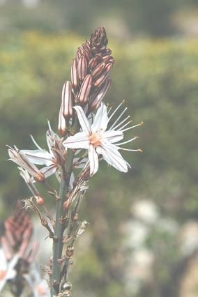 Blütenmeer am Wegesrand