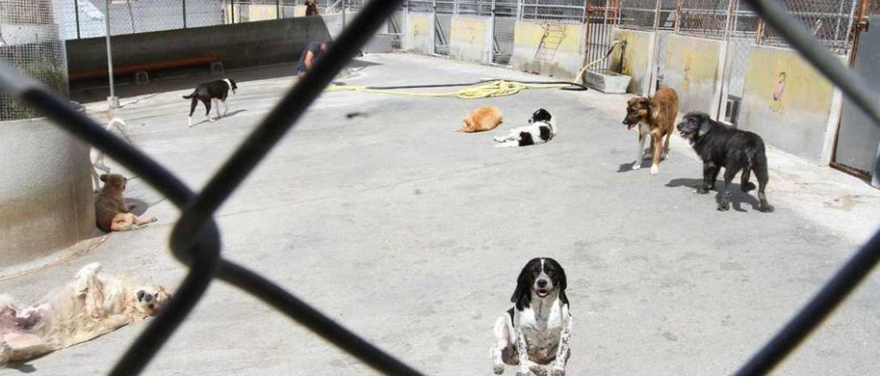 Uno de los patios de la perrera municipal en As Eiroás. // Iñaki Osorio