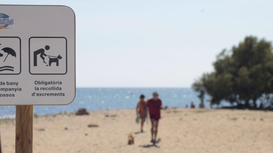 Playas para perros: Playas a las que ir con tu perro cerca de Aragón
