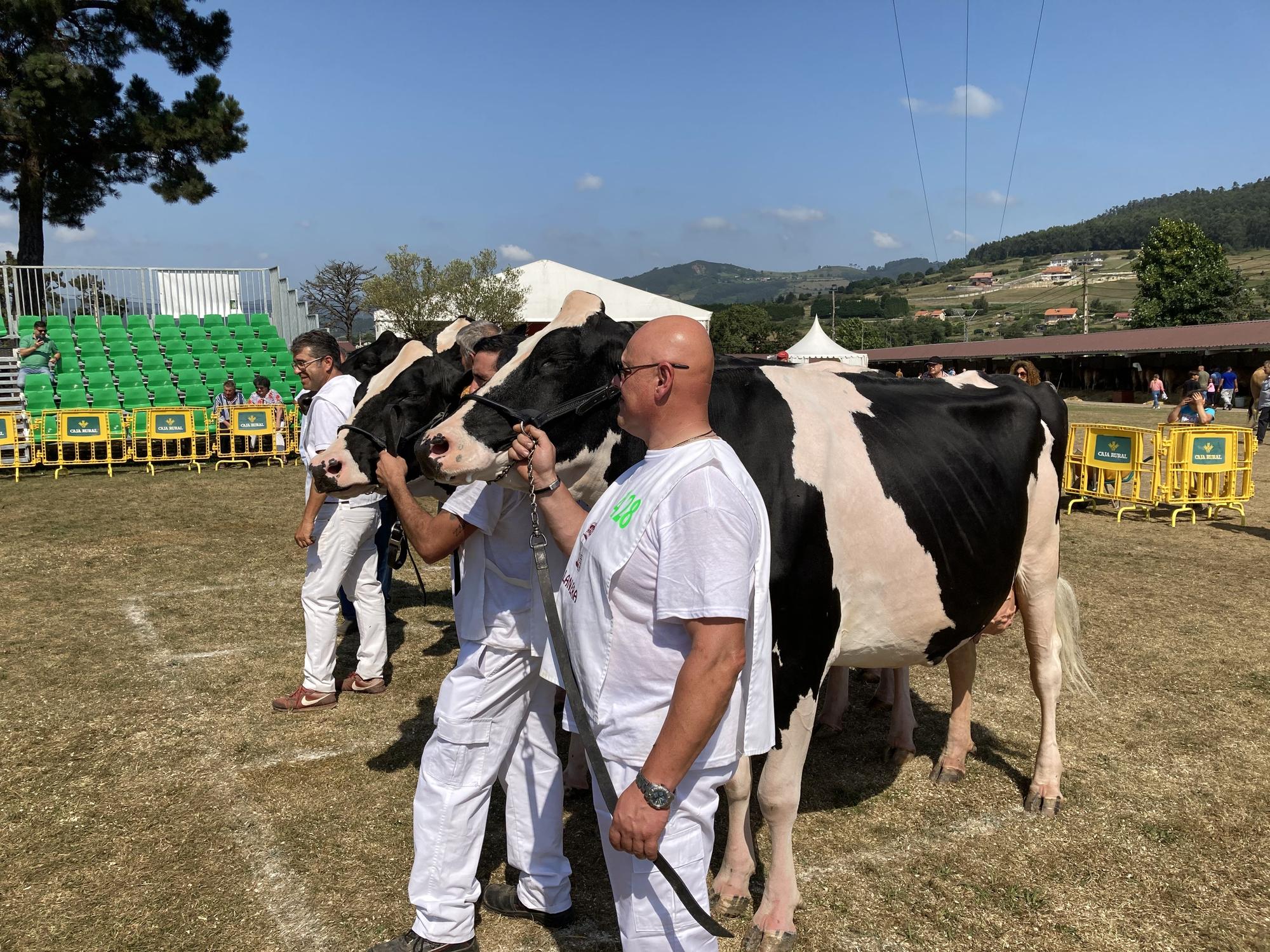 El concurso de ganado de Llanera fue todo un éxito: aquí tienes algunas de las reses ganadoras