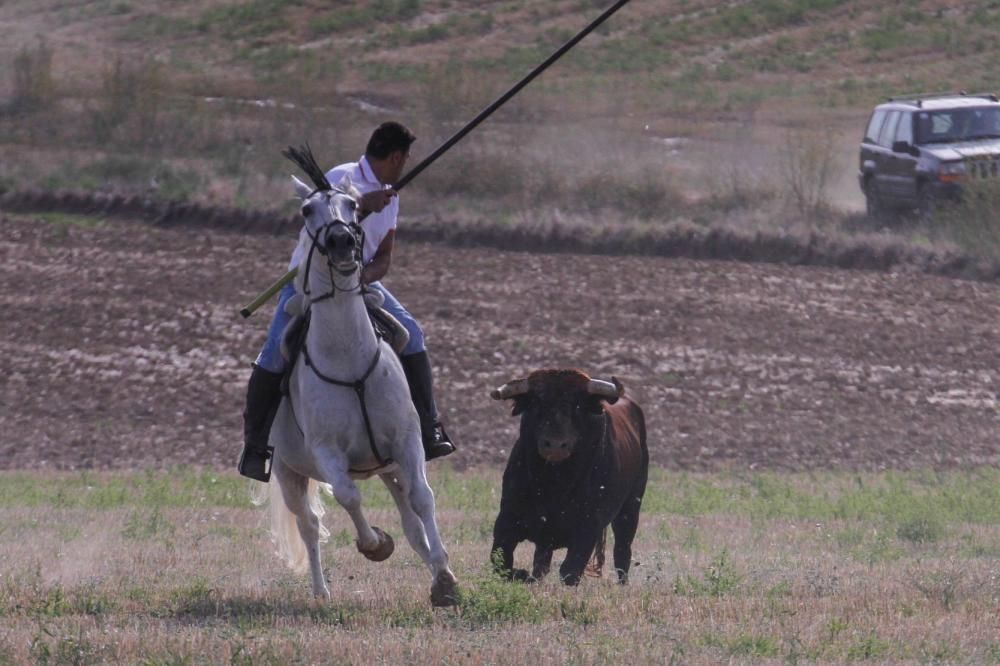 Encierro en Sanzoles (Zamora)