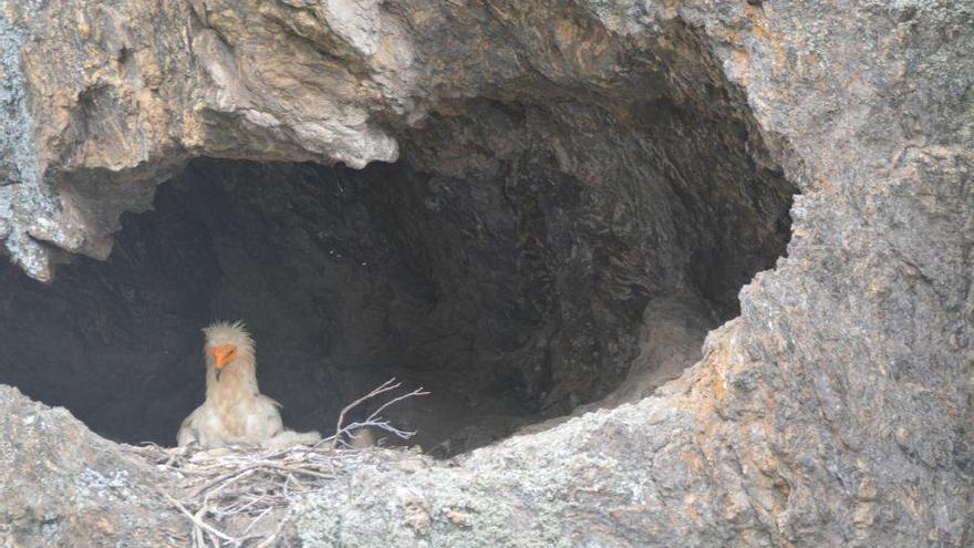 Un alimoche en los roquedos de los arribes zamoramos