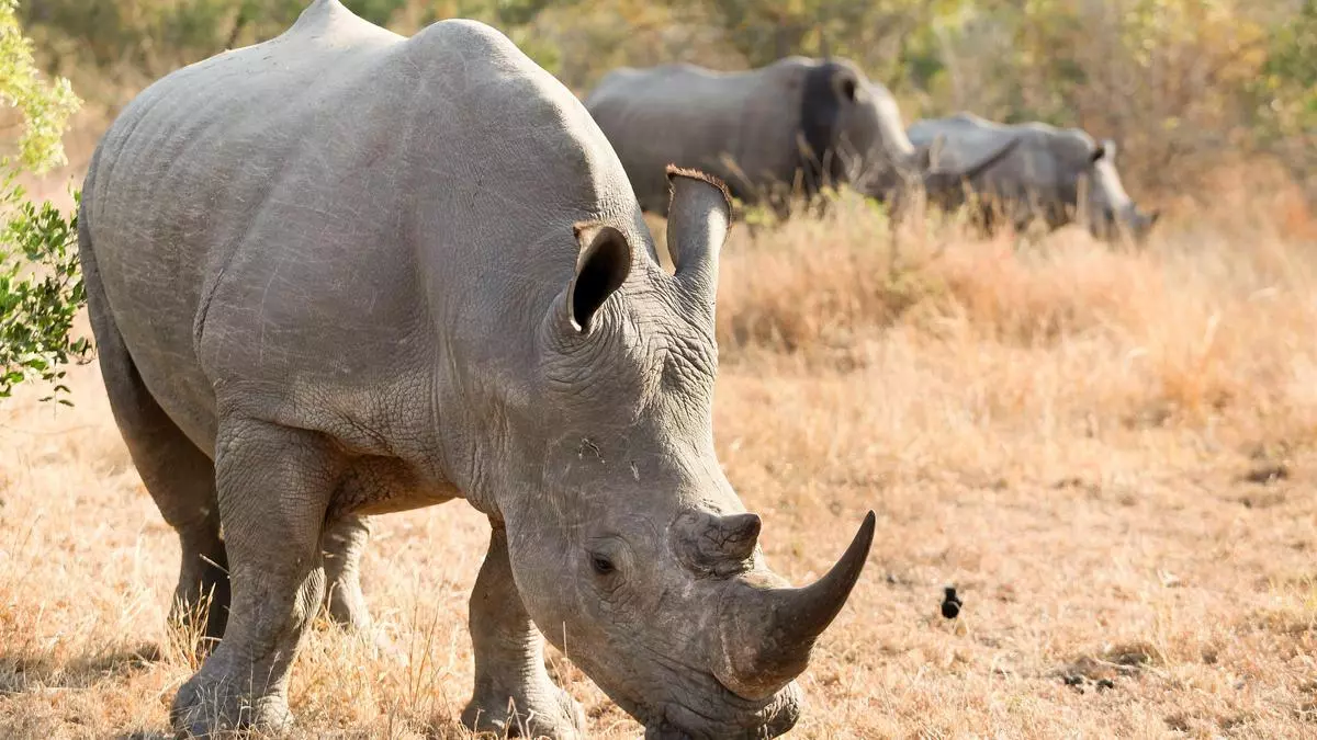 Cortar el cuerno a los rinocerontes reduce la caza furtiva un 78% en las reservas africanas