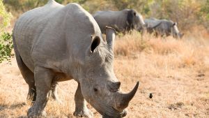 El corte de cuernos de los rinocerontes redujo la caza furtiva un 78% en las reservas africanas
