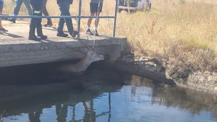 Los bomberos de Benavente rescatan un ejemplar de ciervo de un canal en Aguilar de Tera