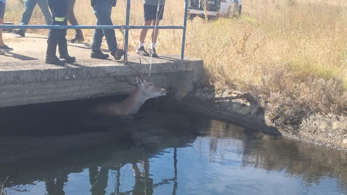 El ciervo en Aguilar de Tera durante las labores de rescate.