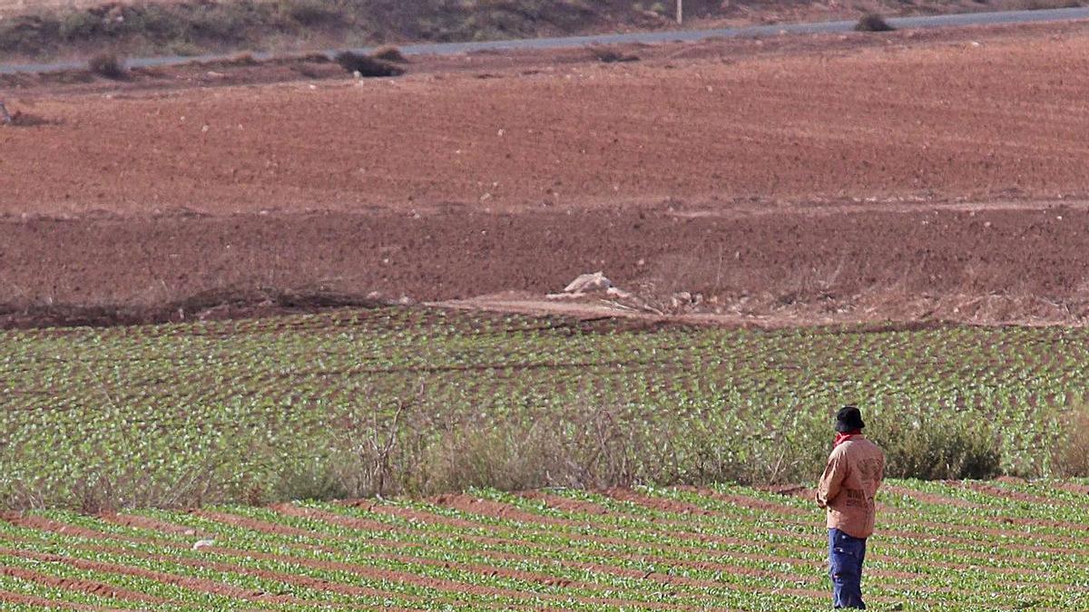 Un agricultor observa una parcela en el Campo de Cartagena.