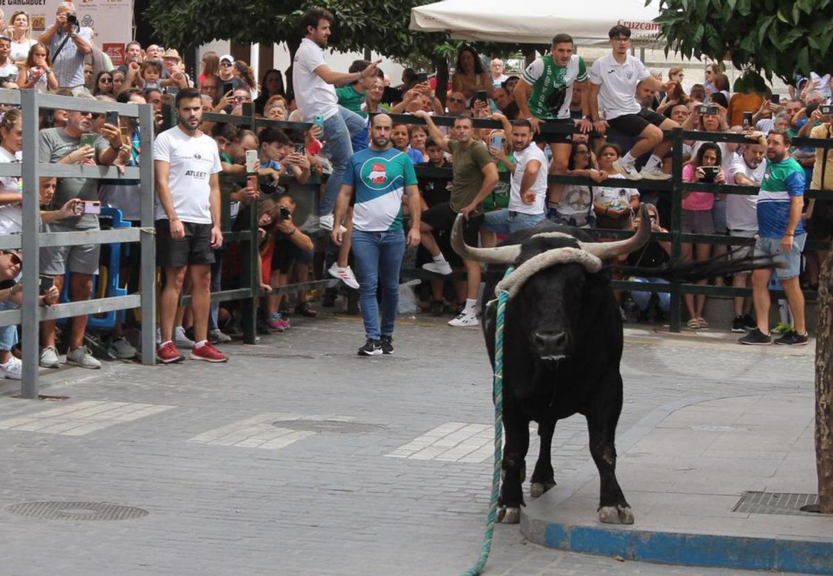 Uno de los ejemplares de Madroñiz de las sueltas matinales. | LADIS / R.C.C.