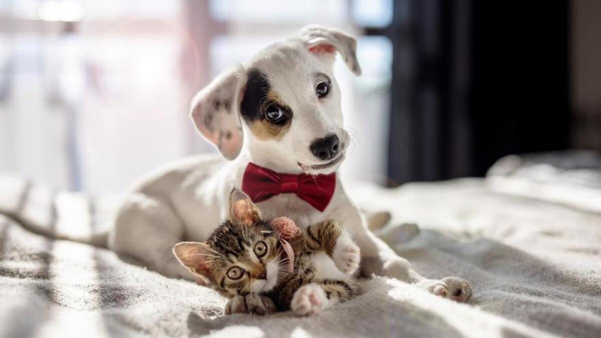 Un perro y un gato en una casa.