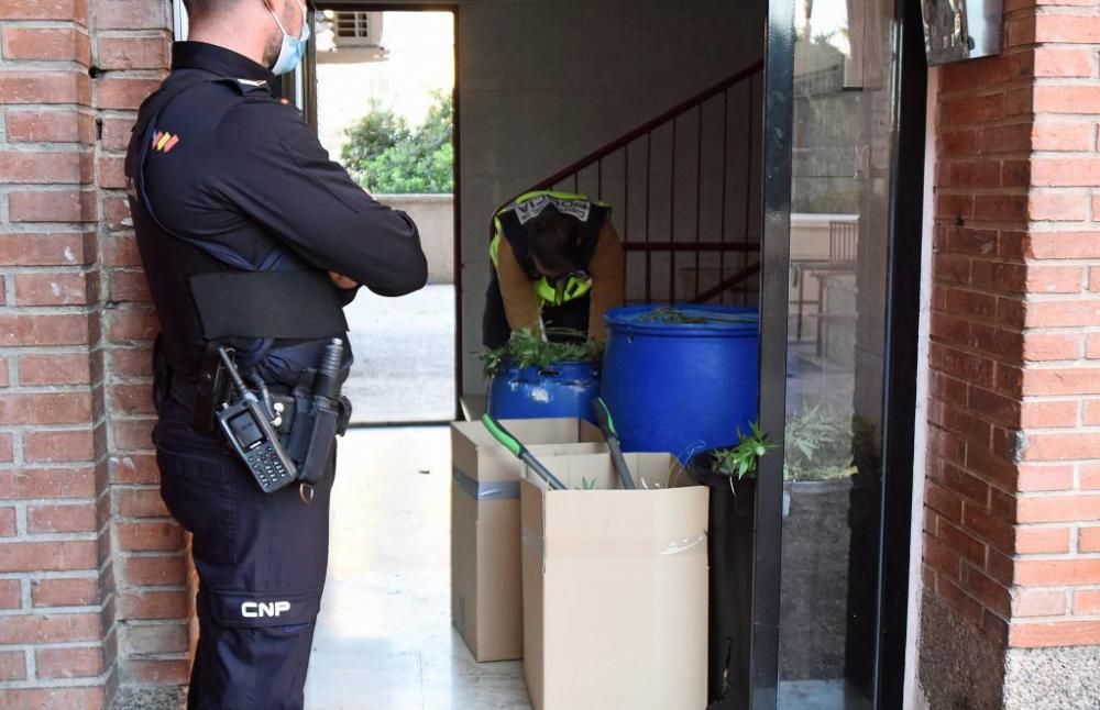 Hallan 300 plantas de marihuana en una casa del barrio del Infante de Murcia