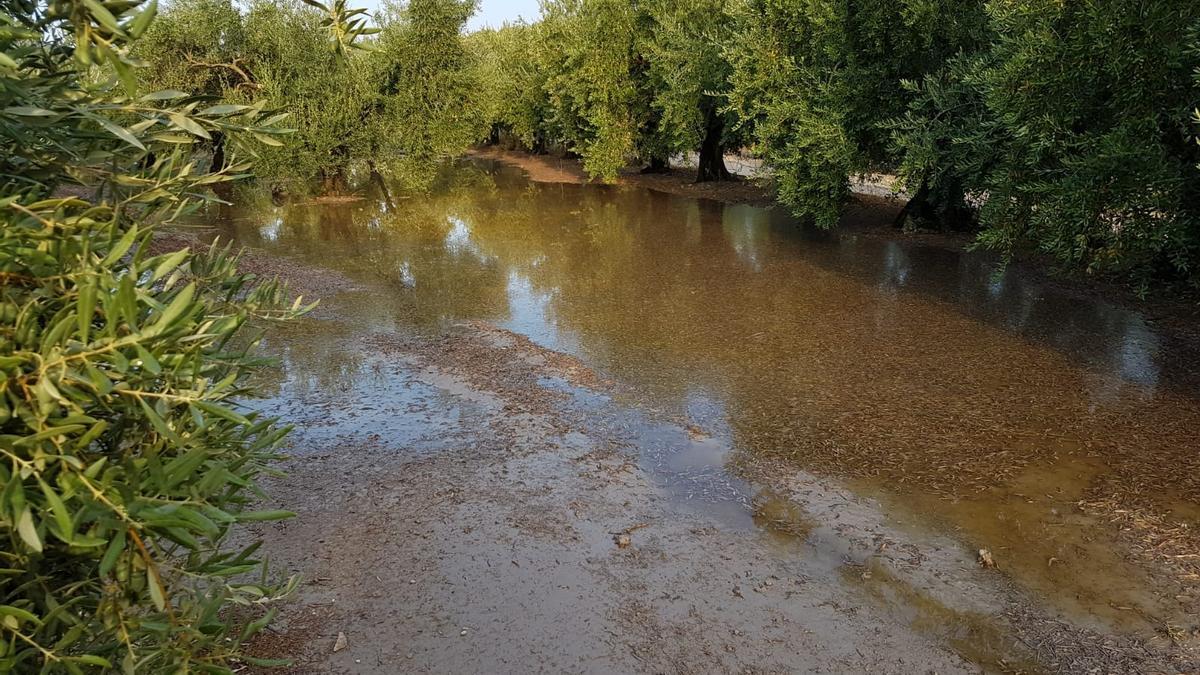 El seguro agrario cubre posibles daños por fenómenos atrmosféricos.