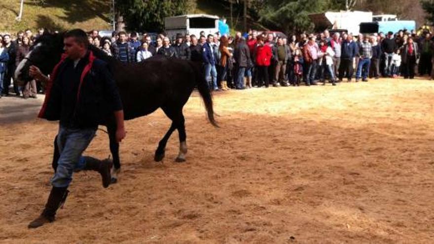 El concurso exhibición de la muestra equina de Ibias.