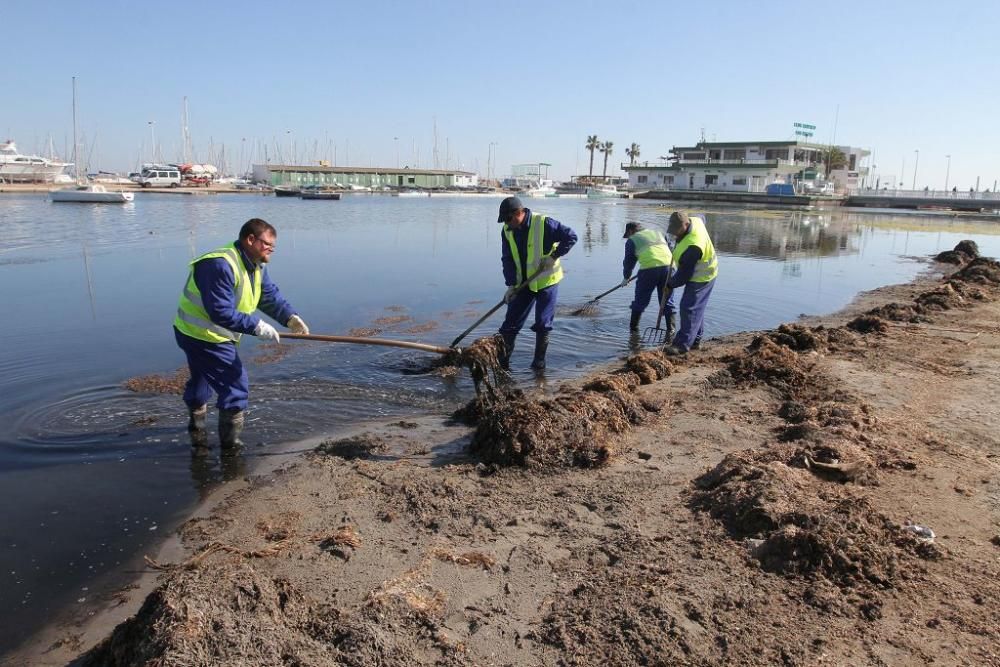 Así trabaja la brigada de limpieza en el Mar Menor