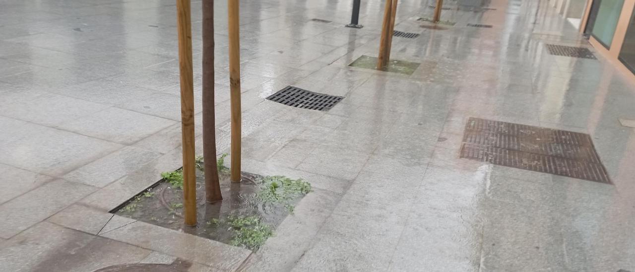 Detalle de los naranjos tomados por los charcos, junto al aliviadero de aguas pluviales.