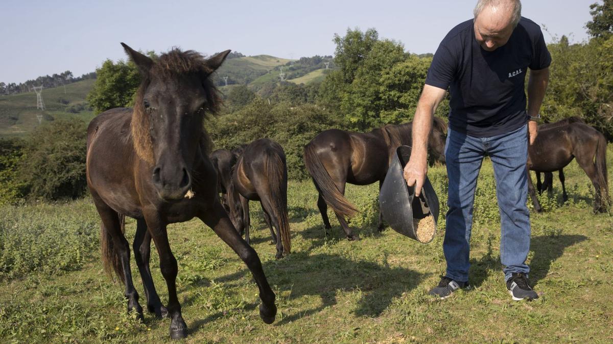 Manuel Roza, cebando asturcones.