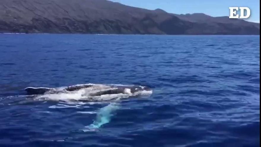 Avistan una ballena y su cría en aguas de Canarias