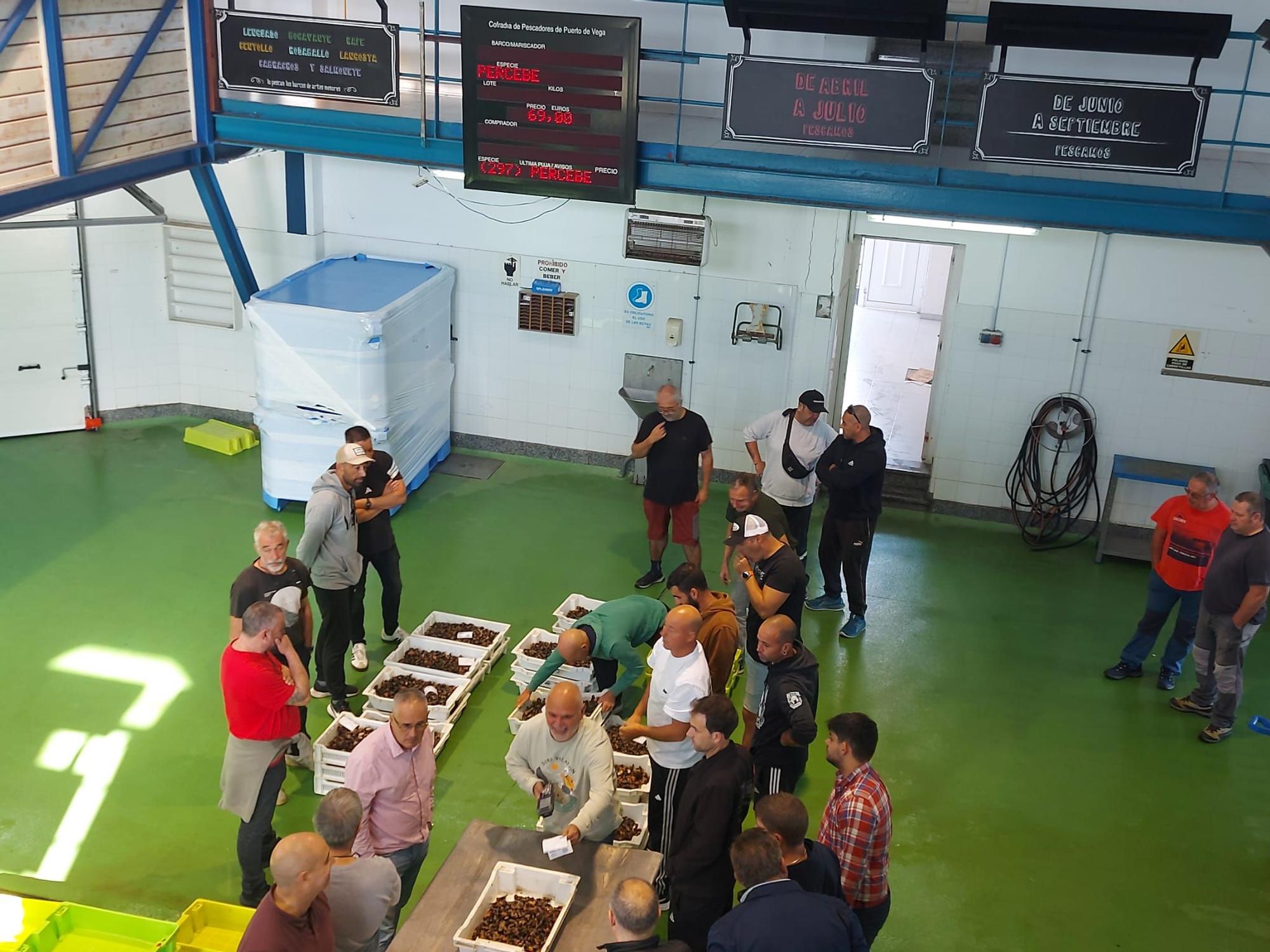 En imágenes: La primera subasta de percebe de la temporada en la rula de Puerto de Vega