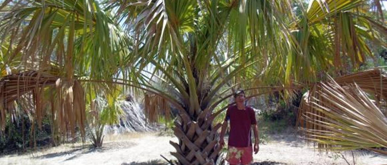 Calp destrozará un jardín con palmeras únicas para abrir un vial